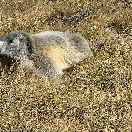 Apartament Foux D' Les Etoiles