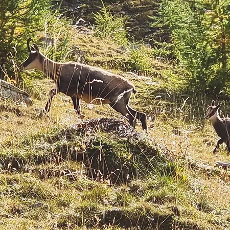 Foux D' Les Etoiles Lägenhet Allos