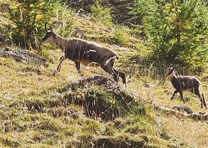 Foux D' Les Etoiles Apartment Allos